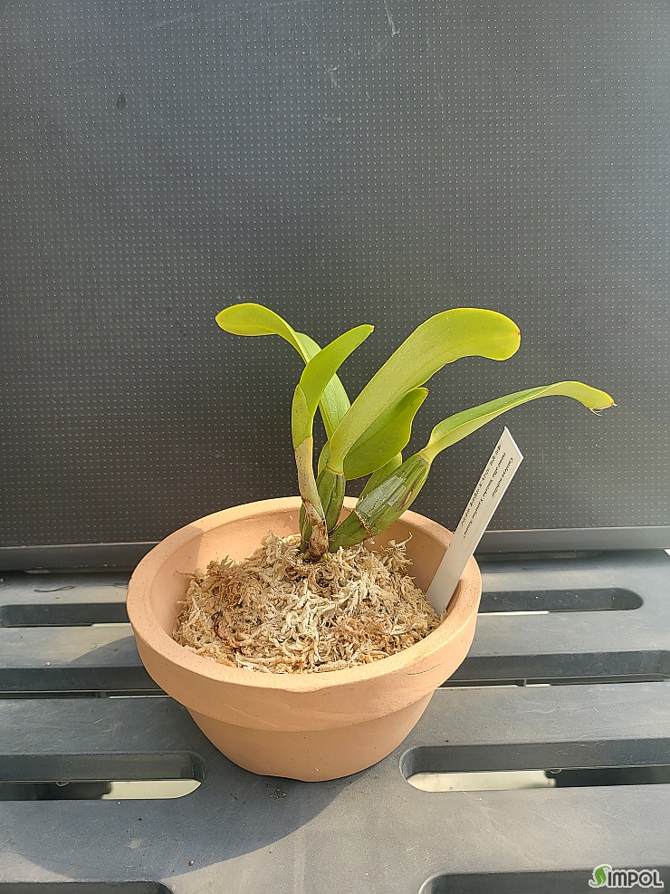 Cattleya nobilior [amaliae , semi-alba] : 동ㆍ서양란 - 심폴