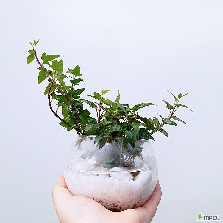 꽃파는농부 - 수경재배 Diy키트 (아이비) : 관엽식물,공기정화식물 - 심폴